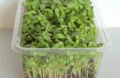 Cultivo de girasol Micro Greens en una caja plástica de ensalada