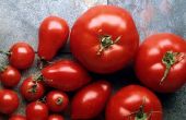 Cómo hacer un plato fácil, delicioso y tomate. 