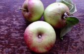 Cómo hacer manzanas gratis! (legalmente) 