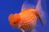 Cómo hacer tu goldfish prosperar @ casa