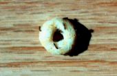 Cheerio alimentador de Ant