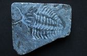 Fósiles de 0,00001 años