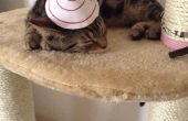 Cono sombrero para gatos