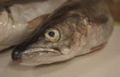 King Whiting - clean a fish