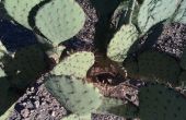Plantar un Cactus de pera espinosa