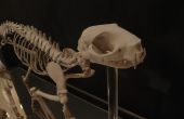 Esqueleto de gato impresión 3D