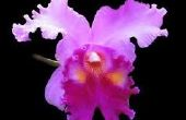 Volver a maceta una orquídea, así que usted nunca sobre agua nuevo (reciclaje/reutilización)
