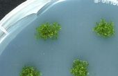 Simple inicio de algas CO2 Scrubber - parte II las algas cultivos y cría