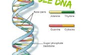 Cómo extraer y ver ADN para baratos