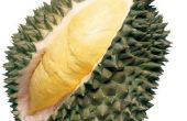 ¿Todo el mundo piensa como durian? O ¿cuáles son los beneficios de comer durian? 