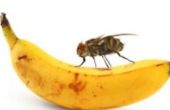 Cómo alejar las moscas de la fruta en tu casa
