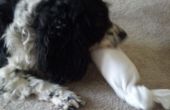 Calcetín de botella perro juguete