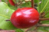 Cultivar su propia fruta milagro - Synsepalum dulcificum