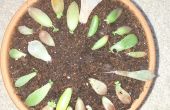 Cómo suculentas raíces/propagar rápidamente en hojas