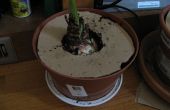 Cómo hacer un gato bafle para plantas
