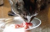 Hacer comida de gato crudo