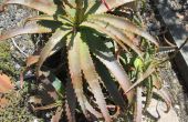 Cómo cultivar Aloe Vera de una hoja (y usarlo)
