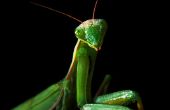 Cría de Mantis