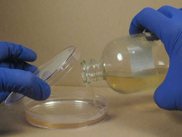 Cómo crecer "Hola mundo" con las bacterias de la GFP / Paso 4: Verter el  Agar - askix.com