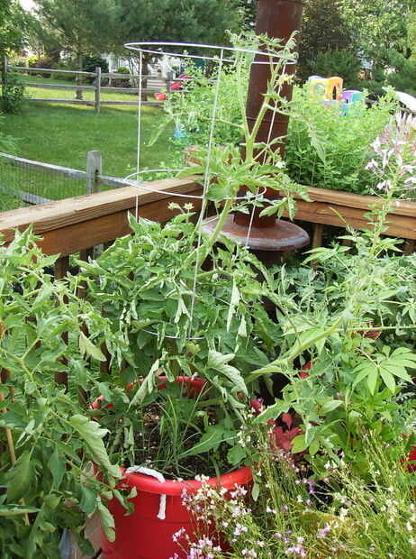 Cómo cultivar tomates grandes en contenedores - askix.com