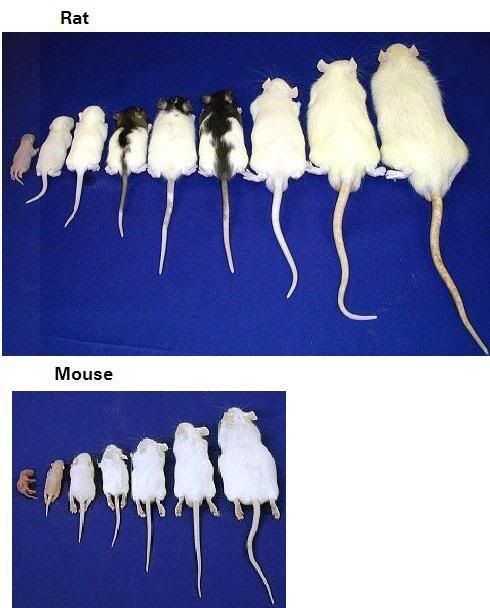 Развитие мышей. Стадии развития крысы. Стадии развития крысят.